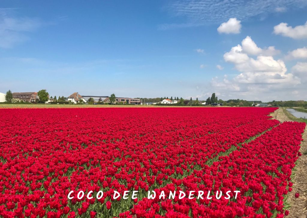 The Netherlands flower fields