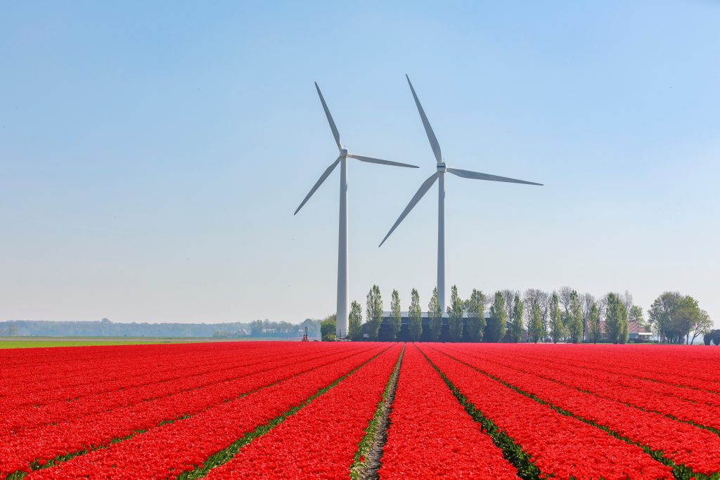 red flower field near wind turbines Unique places to visit in the Netherlands
